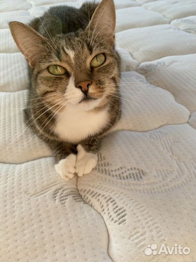 Европейская