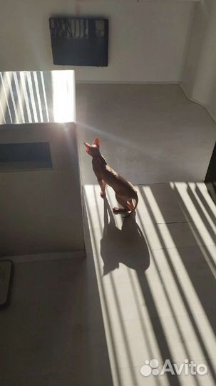 Канадский сфинкс