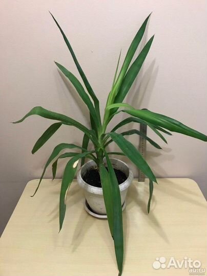 Юкка комнатная