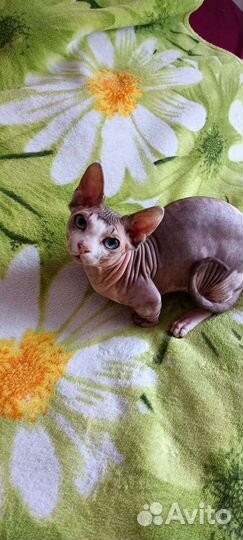 Вязка кота Двэльфа