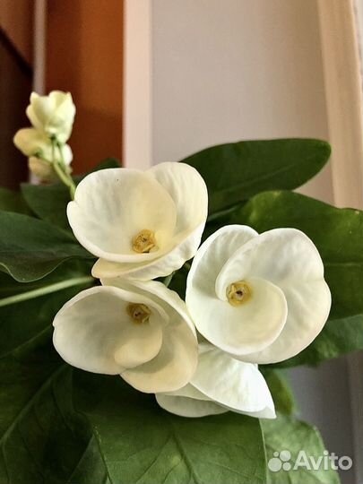 Молочай миля крупноцветковый