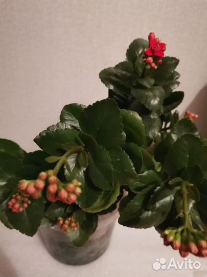 Каланхоэ цветущий