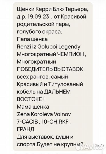 Kerry блю терьер щенки