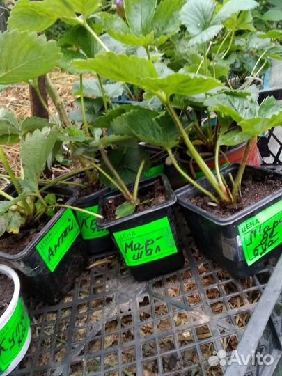 Рассада клубники