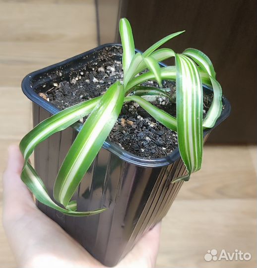 Хлорофитум кудрявый