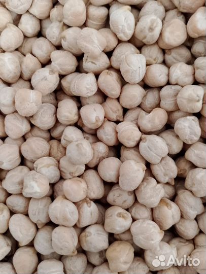 Нут крупноплодный