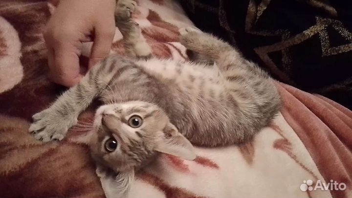 Котята в добрые руки (девочка)