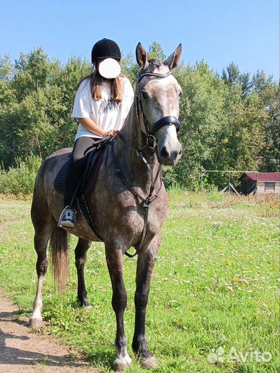 Прогулки на лошадках