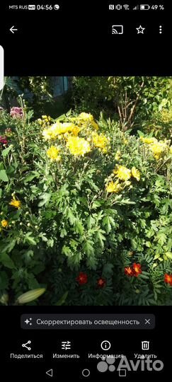 Хризантемы