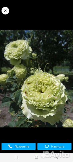 Кустовые розы саженцы