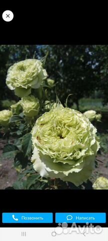 Кустовые розы саженцы