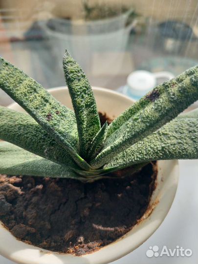 Гастерия, суккуленты