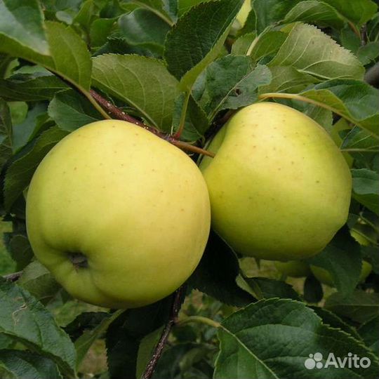 Яблоня зимняя Братчуд