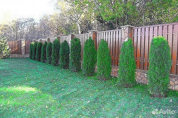 Туи вип класса