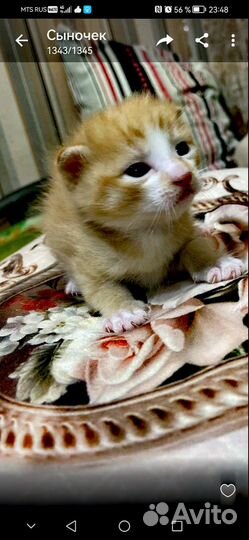 Котята