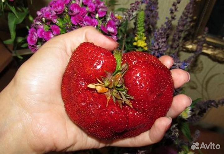 Саженцы Экзотических сортов клубники доставка