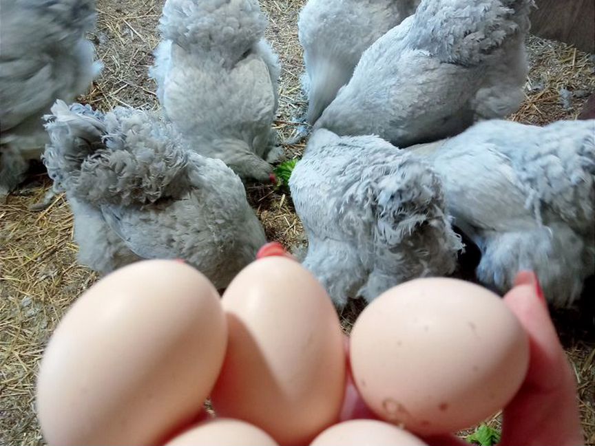 Инкубационное яйцо кур Брама Лаванда