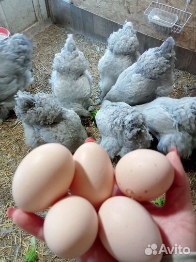 Инкубационное яйцо кур Брама Лаванда