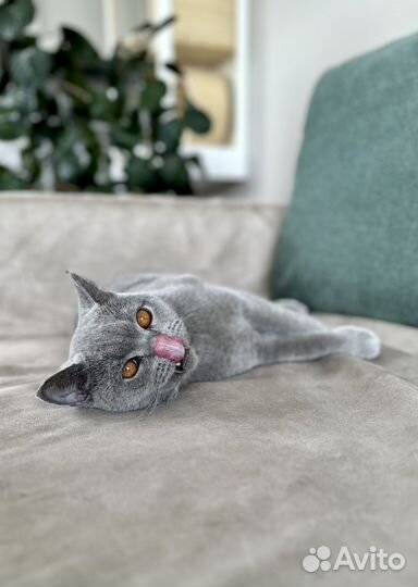 Шотландский кот