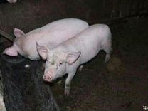 Продам свиноматок и кабанов возможен обмен