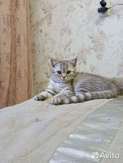 Шотландский красавчик