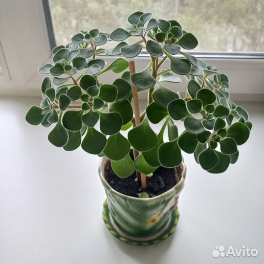 Аихризон дерево любви