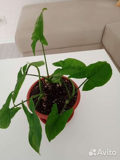 Сциндапсусы и сингониумы