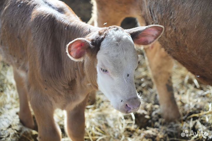 Нетель герефордской породы класса класса элита и э