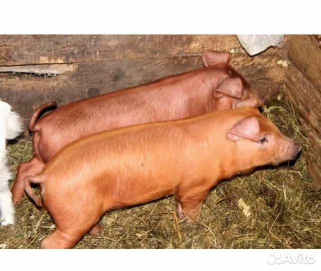 Поросенок дюрок