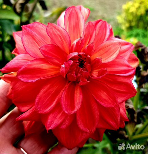 Клубни георгин