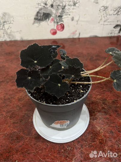 Комнатные цветы