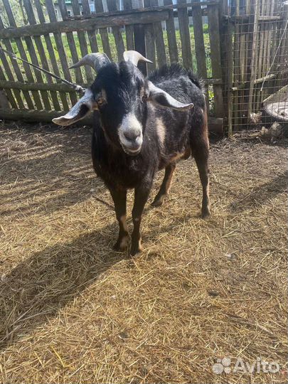 Нубийский козел