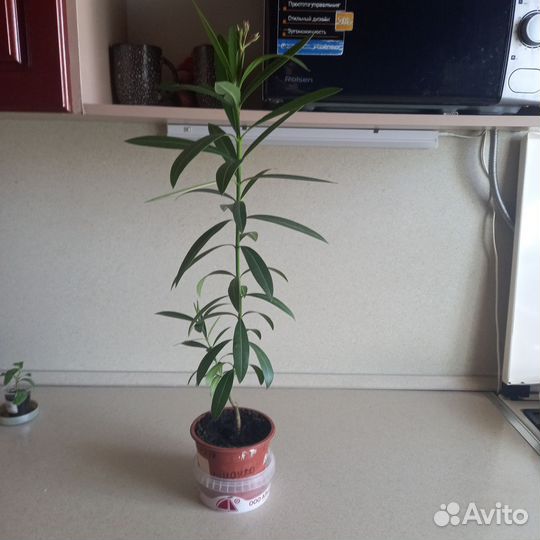 Олеандр. Лимон вариегатный