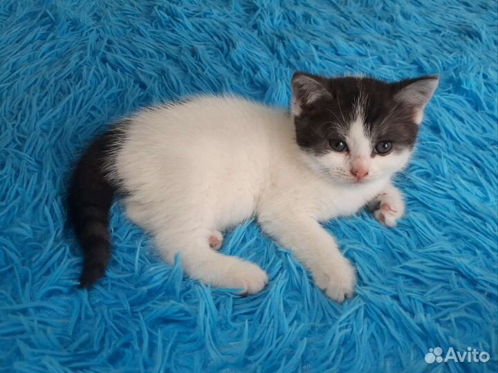 Котята от британской кошечки