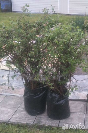 Фермерское хозяйство предлагает саженцы жимолости