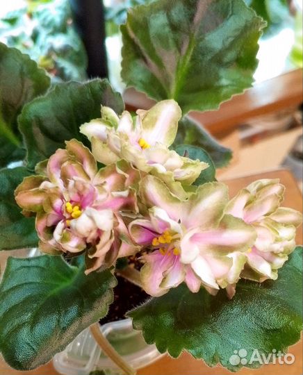 Фиалки цветущие