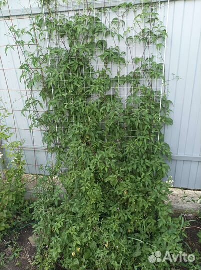 Клематис тангутский