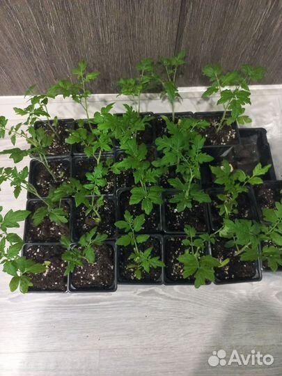 Рассада помидор среднекрупных томатов и черри