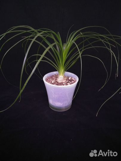 Нолина, сансевиерия и др