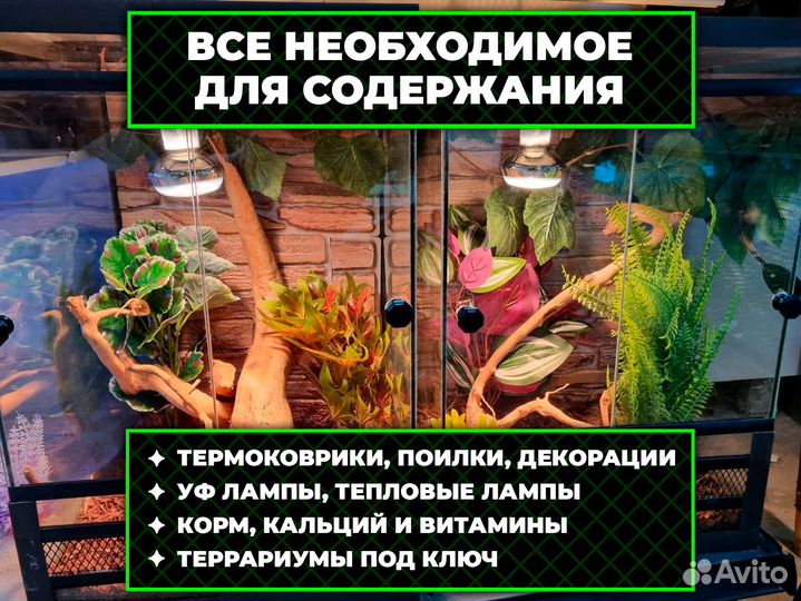 Амурский Полоз