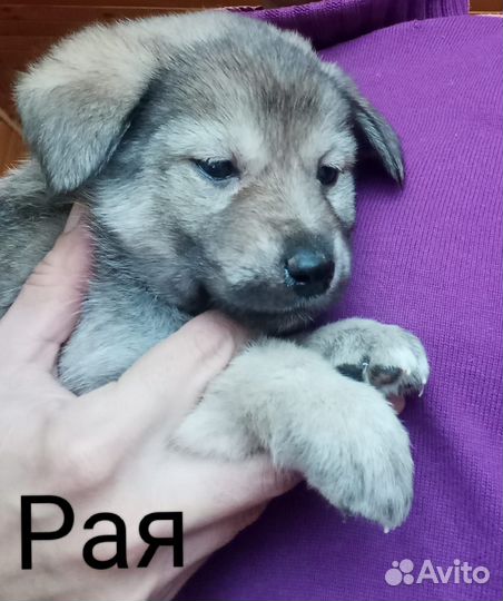 Щенки ищут дом