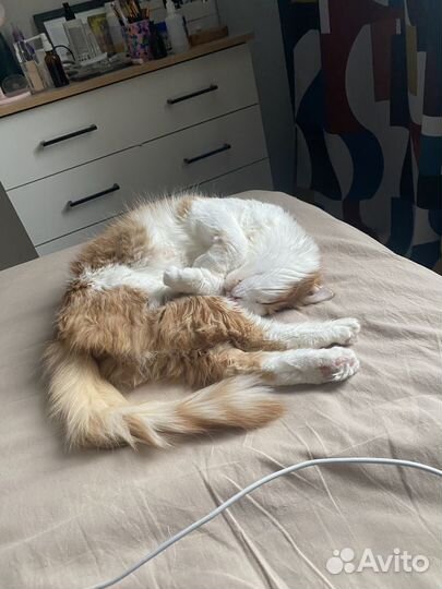 Кот для вязки