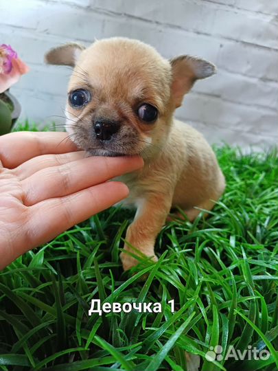 Чихуахуа