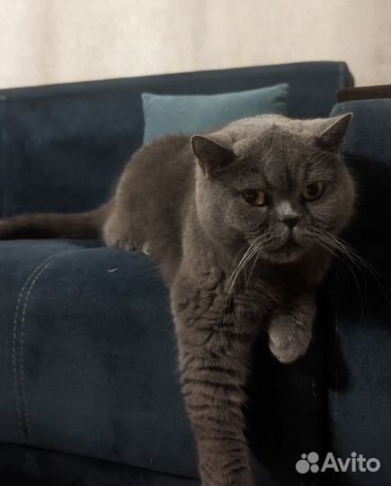 Кошка в добрые руки