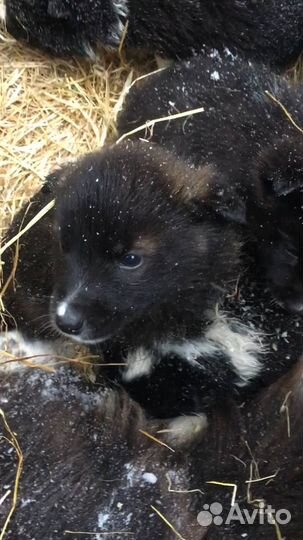 Маленькие щеночки