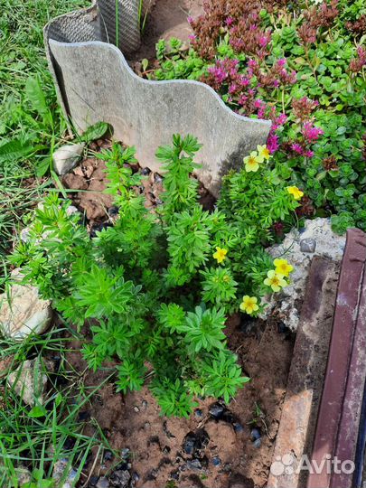 Лапчатка желтая