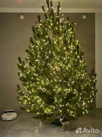 Новогодняя живая елка сосна + Доставка