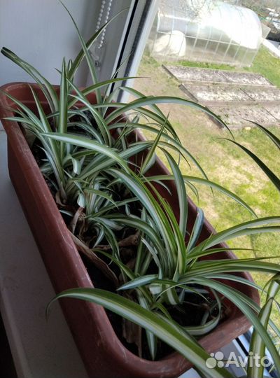 Хлорофитум