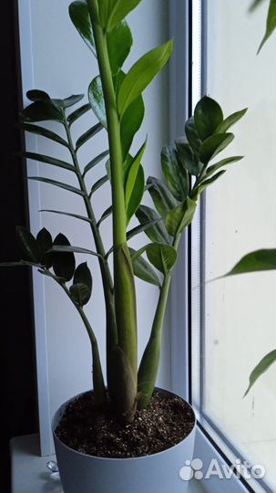 Замиокулькас