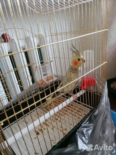 Белка дегу, карелла